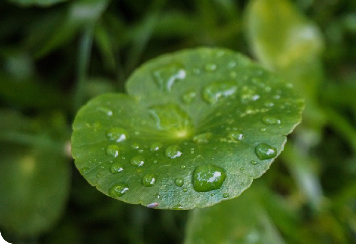 Centella Asiatica: Dlaczego wąkrota azjatycka to składnik must-have w kosmetykach?